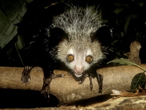 April the aye aye